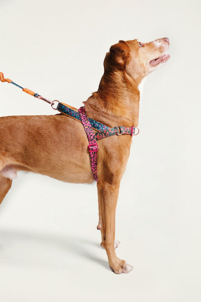 Zeedog Farm Onca Softer Walk M | FARM Rio
